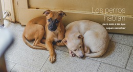 Ayuda Al Refugio De Animales Sitio Web De Mascotas