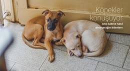 Hayvan Barınağına Yardım Et Tam Genişlikte Şablon