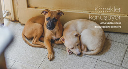 Hayvan Barınağına Yardım Et Için Ücretsiz HTML