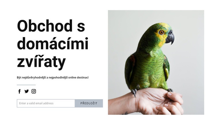 Ptačí jídlo Šablona HTML