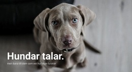 Förstå Ditt Husdjur - Professionellt WordPress-Tema
