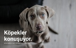 Evcil Hayvanınızı Anlamak - Duyarlı HTML5 Şablonu