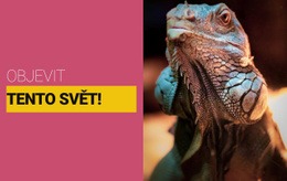 HTML Stránky Pro Objevte Divoký Svět