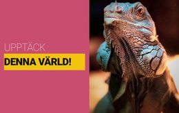 Gratis CSS För Upptäck Den Vilda Världen