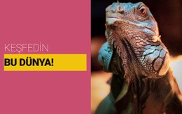 Vahşi Dünyayı Keşfedin - Bir Sayfalık HTML Şablonu