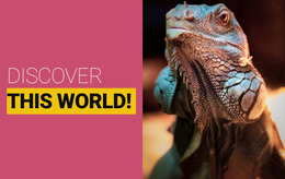 Discover The Wild World - Simple Webpage Design