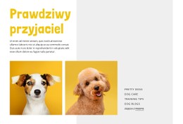 Menu CSS Dla Zostań Trenerem Psów