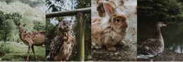 Galería Con Animales Salvajes: Página De Destino De Alta Conversión