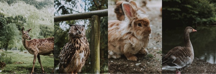 Galería con animales salvajes Página de destino