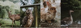 Galería Con Animales Salvajes: Plantilla HTML5 Adaptable