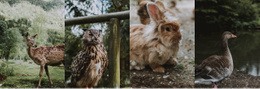 Galéria Vadon Élő Állatokkal Online Oktatás