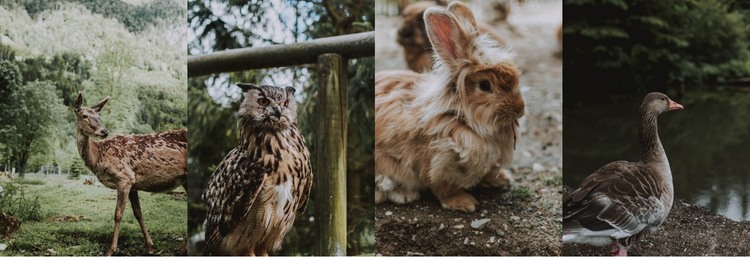 Galerij met wilde dieren Sjabloon