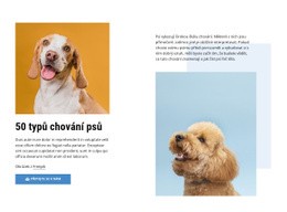 Kvalitní Kurzy Chování Psa – Stažení Šablony HTML