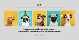 El Dinero Puede Comprarte Un Buen Perro: Plantilla De Sitio Web Joomla