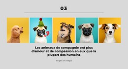 L'Argent Peut Vous Acheter Un Bon Chien Modèle De Grille CSS