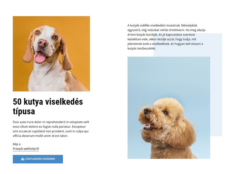 Minőségi kutya viselkedési tanfolyamok Weboldal tervezés