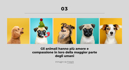 I Soldi Possono Comprarti Un Bel Cane