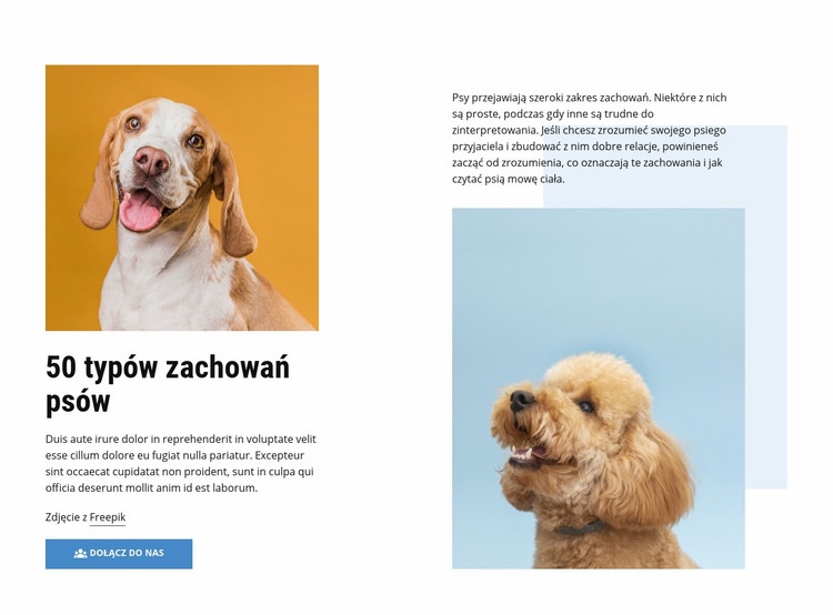 Jakościowe kursy zachowania psów Szablony do tworzenia witryn internetowych