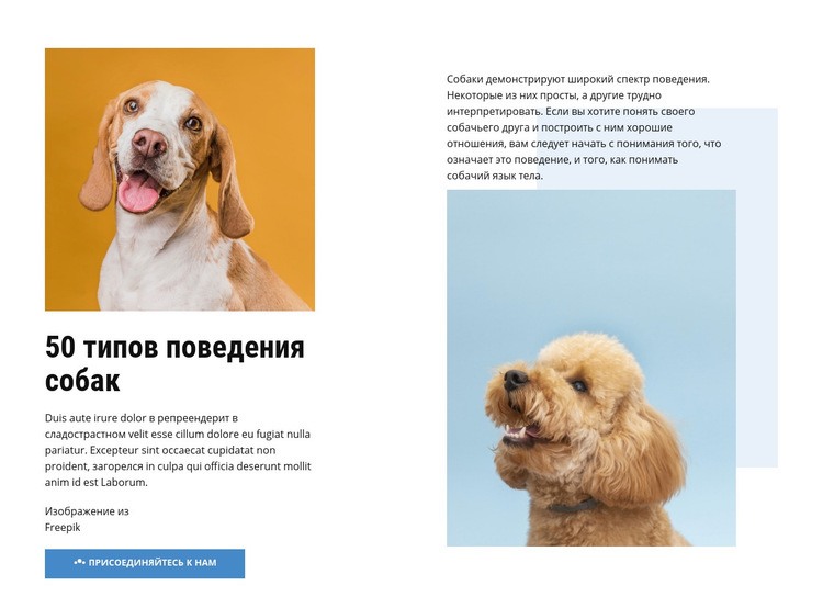 Качественные курсы поведения собак HTML шаблон