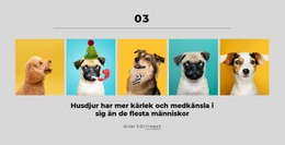 Gratis Webbdesign För Pengar Kan Köpa Dig En Fin Hund