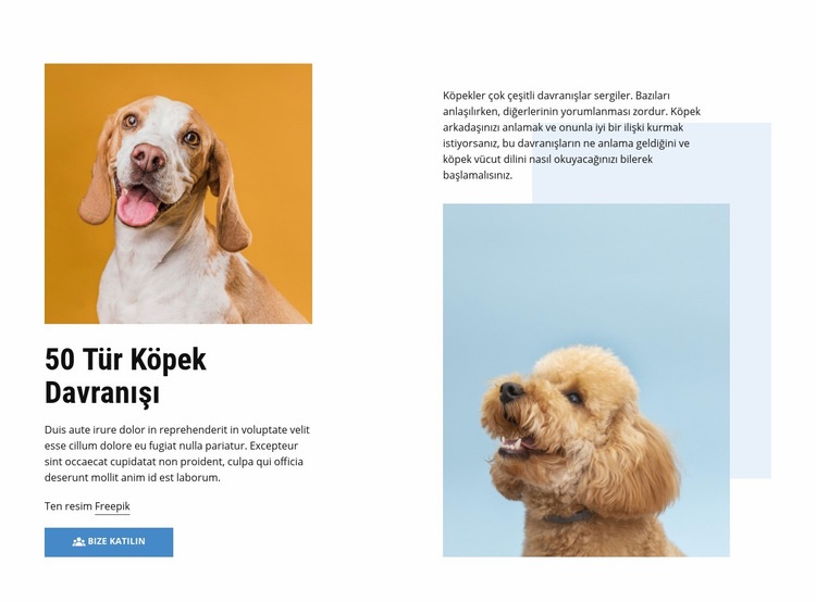 Kaliteli Köpek Davranışı Kursları Bir Sayfa Şablonu