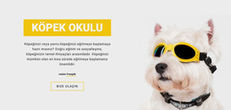 Pozitif Köpek Eğitimi - Işlevsellik WordPress Teması
