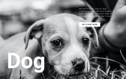 Útulek Pro Psy A Domácí Zvířata - Online HTML Generator