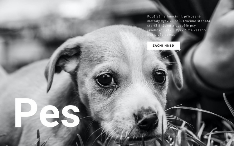 Útulek pro psy a domácí zvířata Šablona HTML