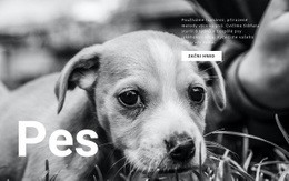 Útulek Pro Psy A Domácí Zvířata