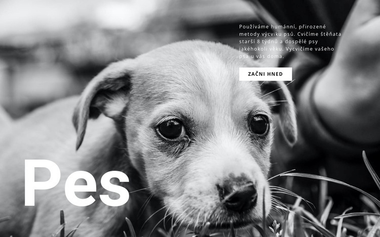 Útulek pro psy a domácí zvířata Téma WordPress