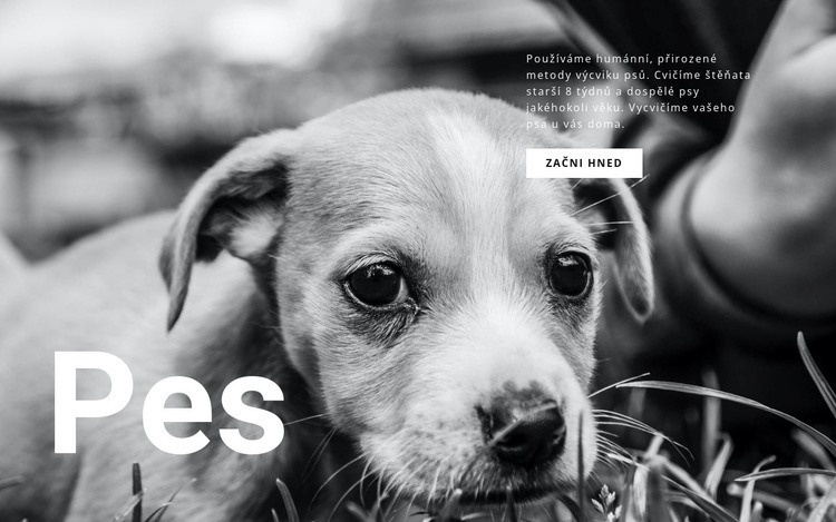 Útulek pro psy a domácí zvířata Webový design