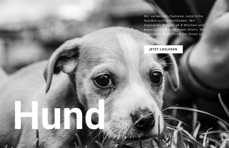 Hunde- und Tierheim HTML-Vorlage
