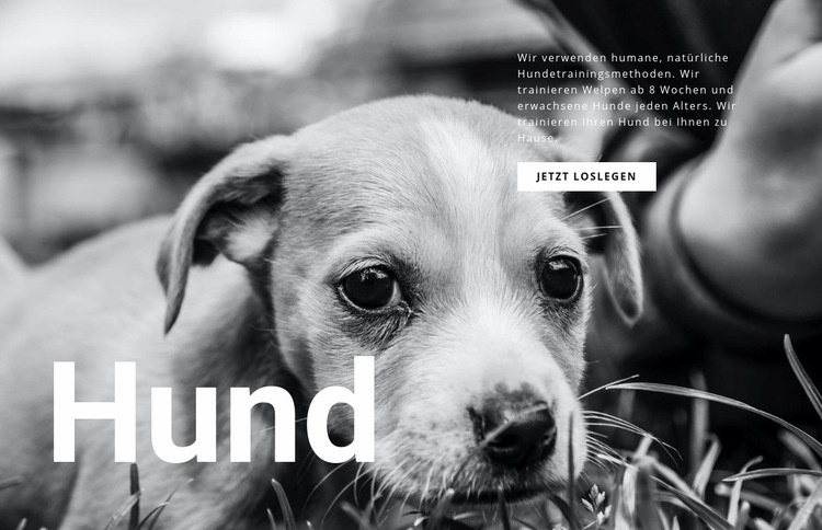 Hunde- und Tierheim Website Builder-Vorlagen