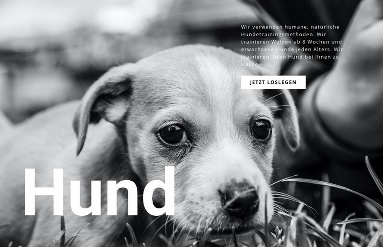 Hunde- und Tierheim Website design