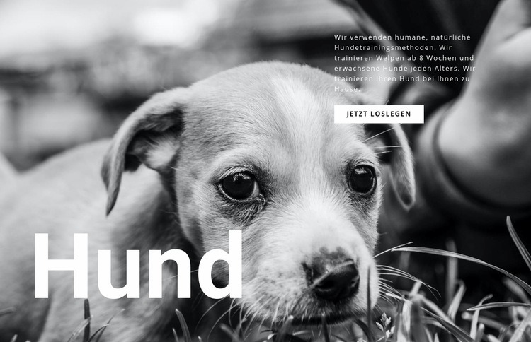 Hunde- und Tierheim Website-Vorlage