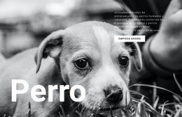 Refugio Para Perros Y Mascotas Plantilla