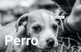 Refugio Para Perros Y Mascotas