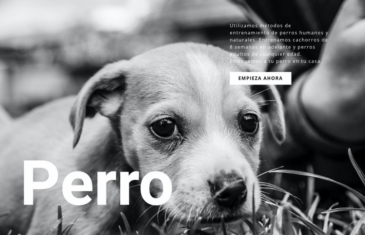 Refugio para perros y mascotas Plantilla HTML5