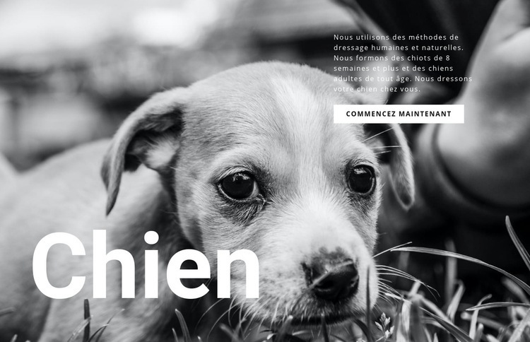 Refuge pour chiens et animaux Conception de site Web