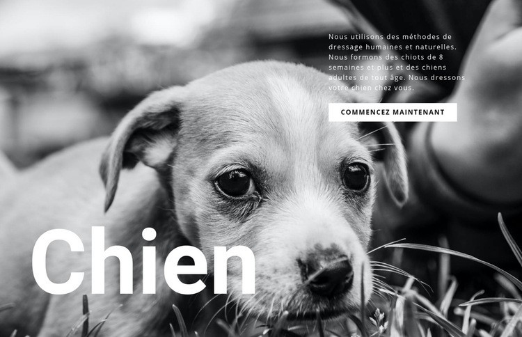 Refuge pour chiens et animaux Créateur de site Web HTML