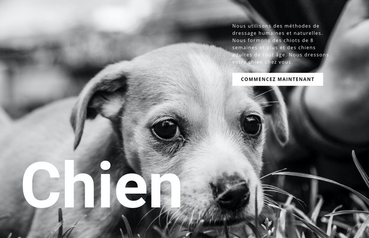 Refuge pour chiens et animaux Modèle HTML