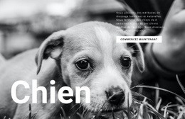 Refuge Pour Chiens Et Animaux – Modèle Joomla Pour N'Importe Quel Appareil