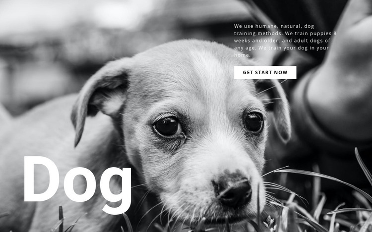 Dog and pets shelter Homepage Design