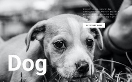 Dog And Pets Shelter - Simple Website Template