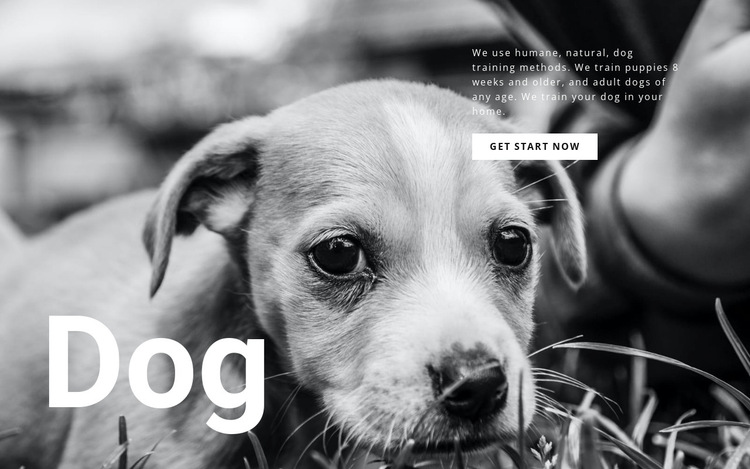 Dog and pets shelter HTML5 Template