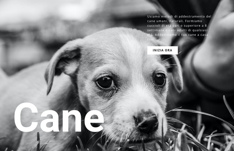 Rifugio per cani e animali domestici Costruttore di siti web HTML