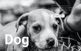 Dog And Pets Shelter Google Fonts