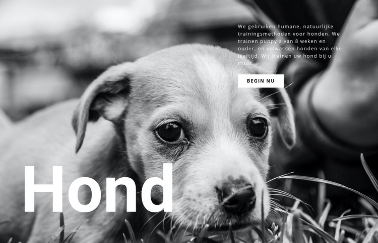 Honden- en huisdierenopvang WordPress-thema
