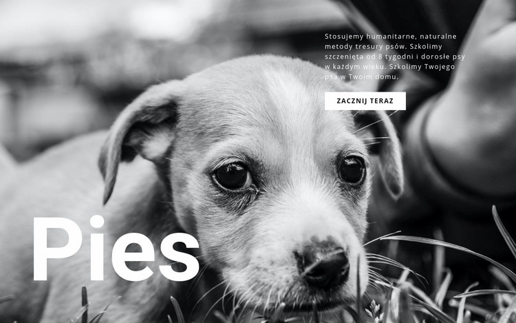 Schronisko dla psów i zwierząt Szablony do tworzenia witryn internetowych