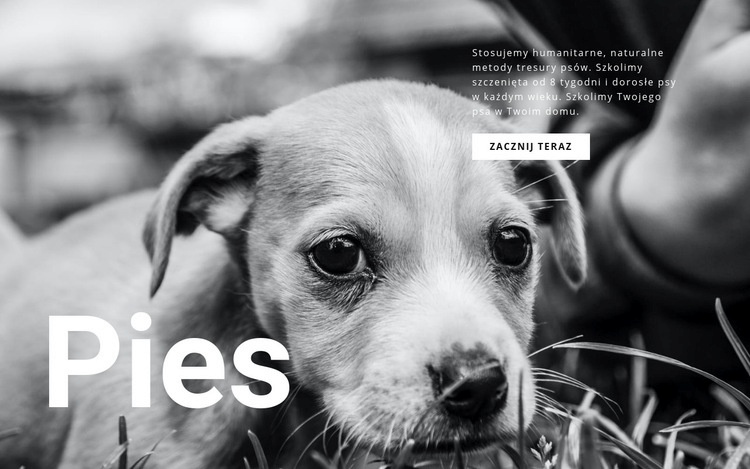 Schronisko dla psów i zwierząt Kreator witryn internetowych HTML